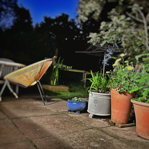 Picture of plants in pots at night illuminated by a light from an unseen window 