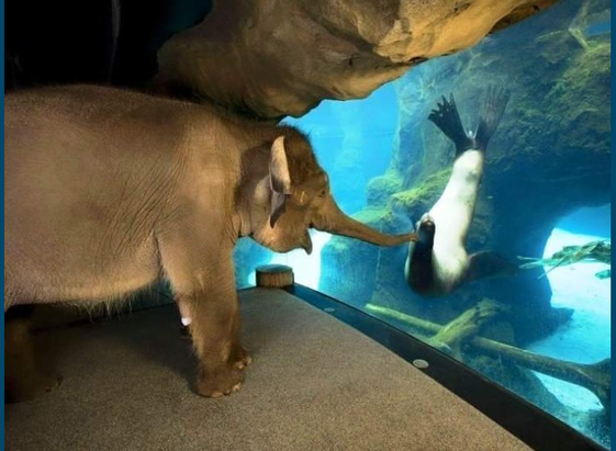 The Oregon Zoo staff took the elephant around the zoo