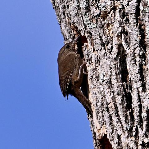 A house wren perched on the side of a dead tree. The bird is brown with tan and dark brown striping on its wings, tail, and head. The background is blue sky.