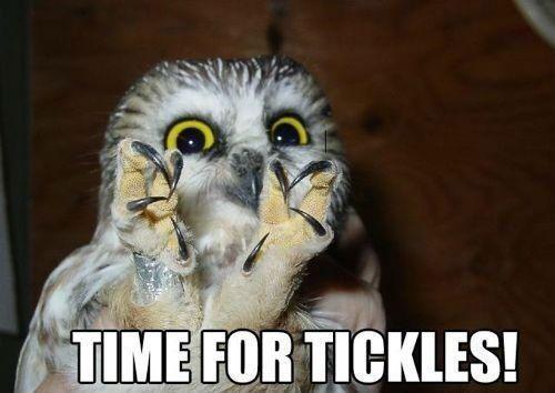 Owl with both talons up

Text: Time for tickles!