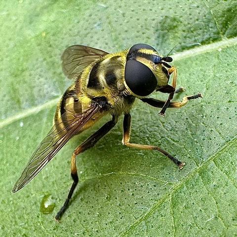 Photo of a Batman Hover-fly sitting on a green leave cleaning itself in the sunshine.
Colour is yellow and black. 
I am intrigued by the colour of her eyes. A very flat black