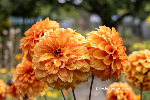 Group of double orange dahlia flowers