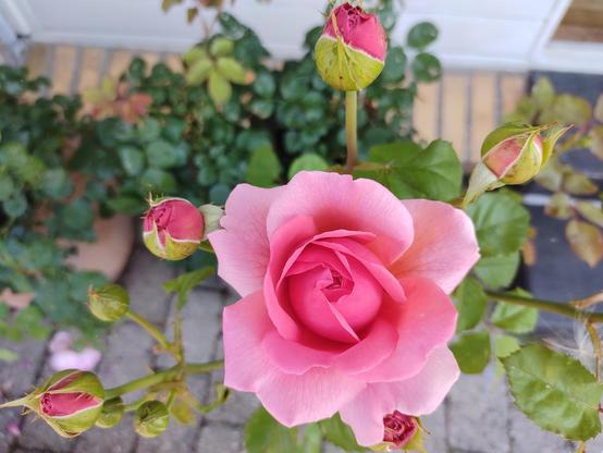 My mum's pink roses blooming in the back yard.