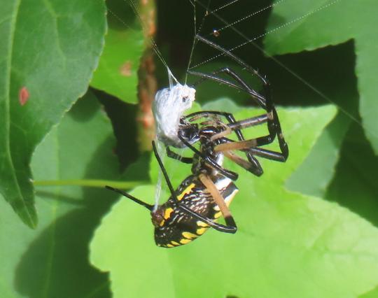 The spider is seen in side view with large black-and-white body and black legs with patches of color. She is wrapping up the prey in white (and after this photo carried it back to the center of her web). Behind her are large green leaves. 