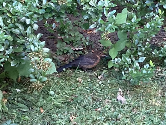 Some kind of blackbird under a bush.