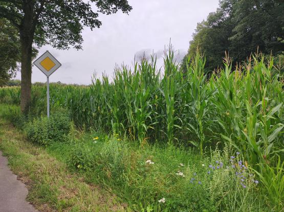 Maisfeld, Blumen und Bäume