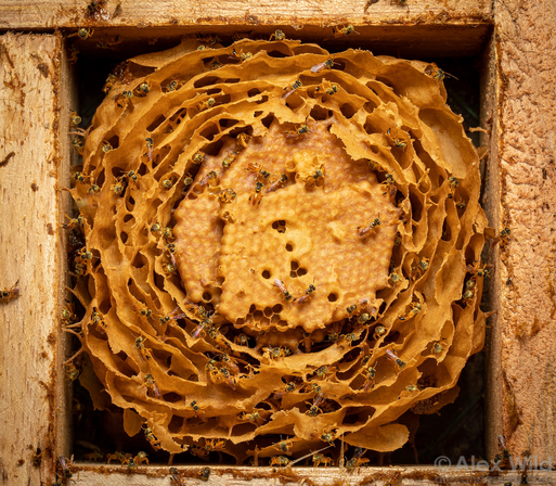 A photograph of the inside of a square wood box, filled with an irregular, circular caramel-colored maze of waxy tunnels surrounding a center circle of covered hexagonal cells, with a few dozen small bees scattered about.