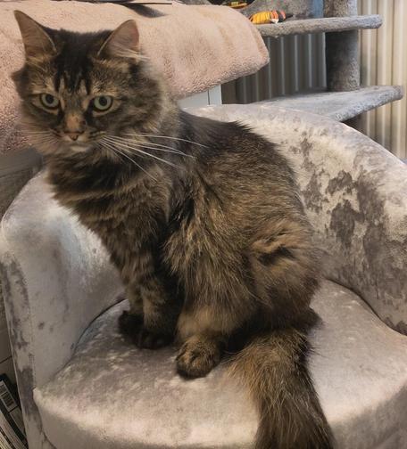 A cat sat on a small chair.