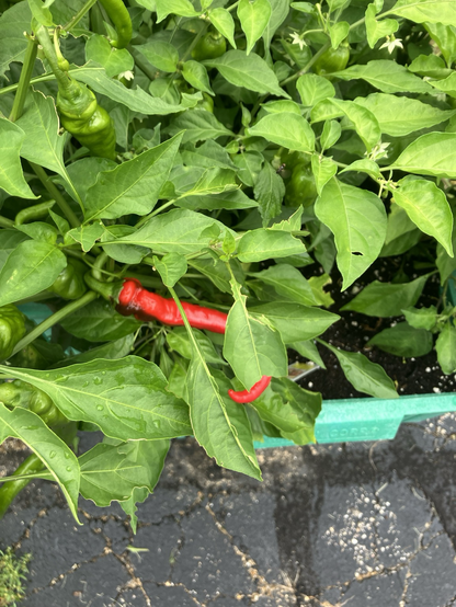 A red cayenne pepper still on the plant hiding among the leaves.