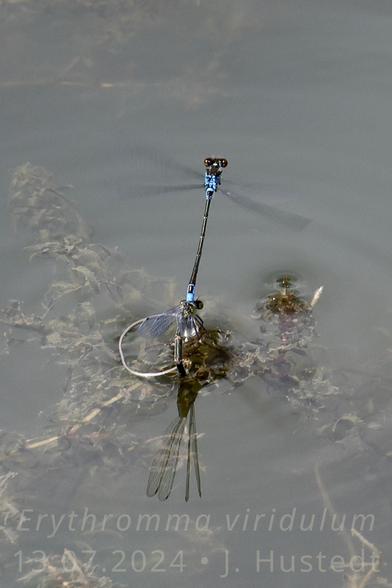 Ein Kleinlibellen-Tandem bei der Eiablage in einem Teich: das unscheinbare Weibchen sitzt auf Wasserpflanzen und legt mit nach unter die Wasseroberfläche herabgebogenen Hinterleib Eier ab; das Männchen 