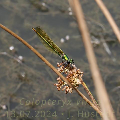 Eine große, grün-bronzefarben schimmernde Kleinlibelle sitzt auf einem Blütenstand einer Binse, im Hintergrund unscharf ein Teich mit üppiger Wasserpflanzenvegetation