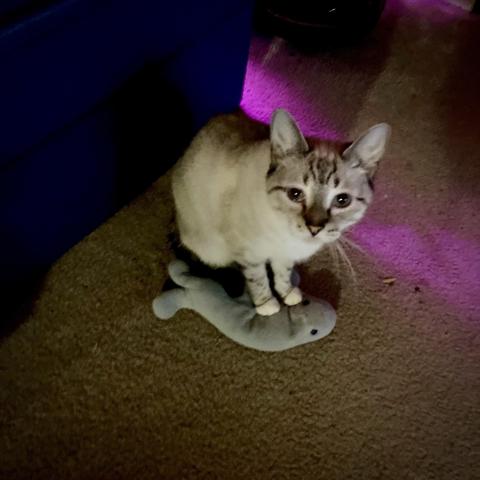 A gray and white lynx point tabby with blue eyes stands on top of a gray stuffed manatee, her favorite toy. 