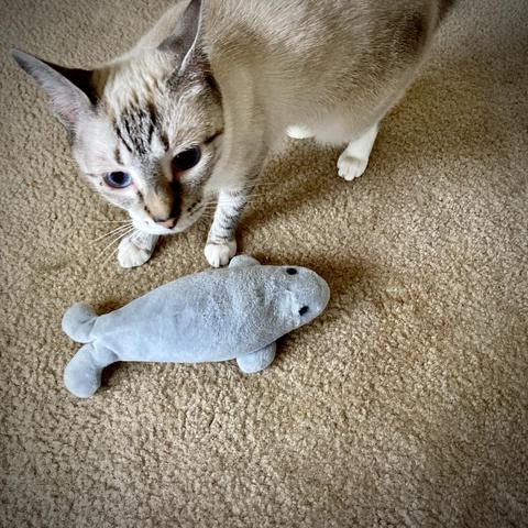 A gray and white lynx point tabby stands near her favorite toy, a stuffed gray manatee named Manfred. 