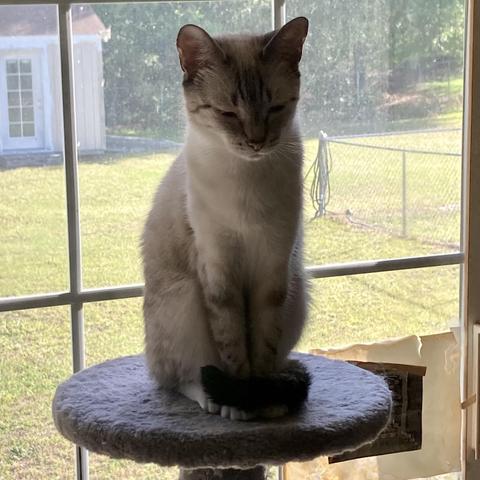 A gray and white lynx point tabby standing atop her cat tree in front of a window. 