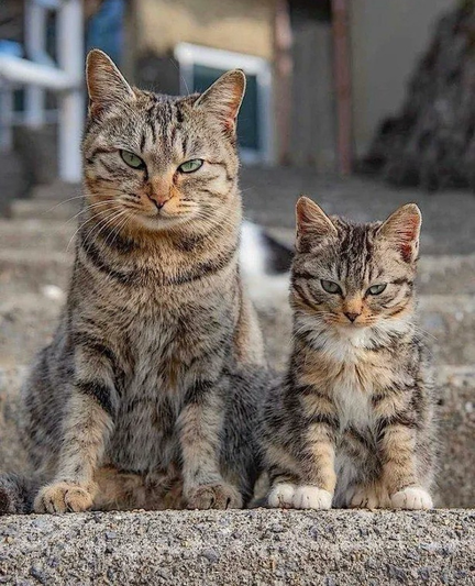 Mama and daughter cats stare fixedly at you with a cynical glare.