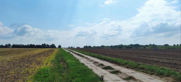 Photo of a sunny path between fields.