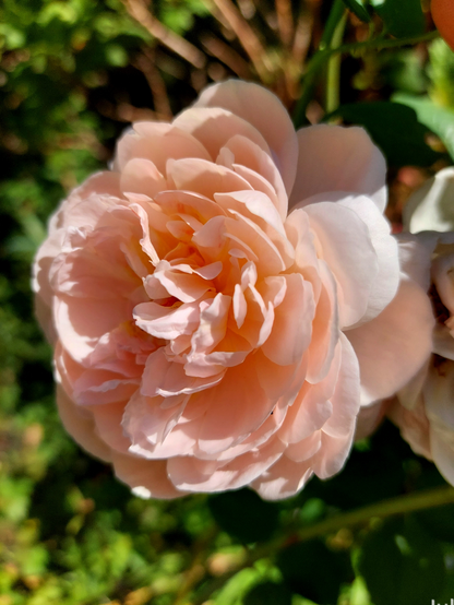 A peach colored very double rose in mid day sun with out of focus vegetation beyond.