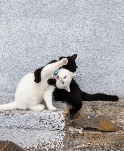 Photography.  A color photo of two cats playing. A black and a white cat are playing outside on a stone floor. The black cat is standing behind the white cat and has its paws around the other cat. It looks as if it wants to strangle the other one, because the white cat has one paw in the air, its head tilted and its mouth open as if it wants to scream for help. It's just a tussle, but a very cute photo