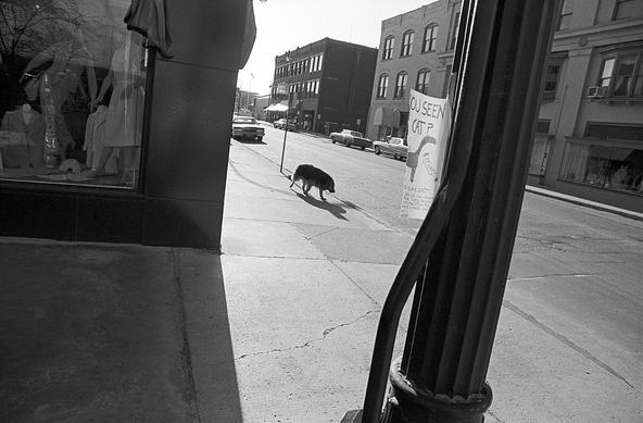 Black and white photo, probably 70s; View down an empty street of old buildings. A dog walks down the sidewalk. A poster, ripped in half, on a pole says 