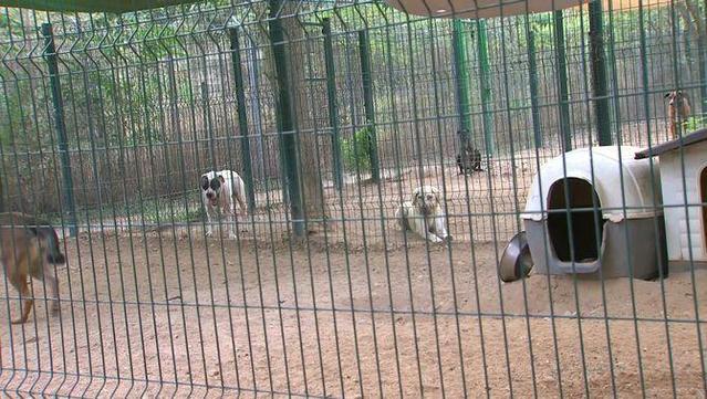 Van trobar gairebé un centenar d'animals amuntegats per diferents espais de la casa i el jardí (3Cat)