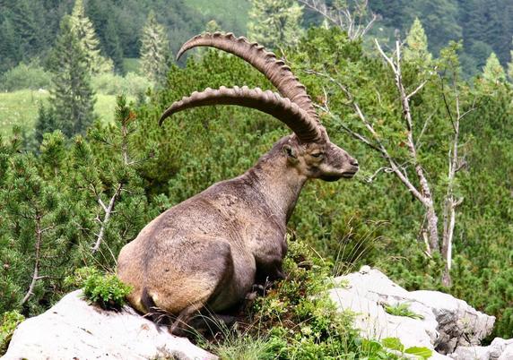 Das Foto zeigt einen Alpensteinbock mit sehr langen gebogenen Hörnern