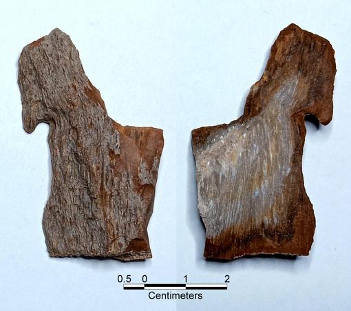 Dorsal view with what looks like bark & ventral view showing wood grain.