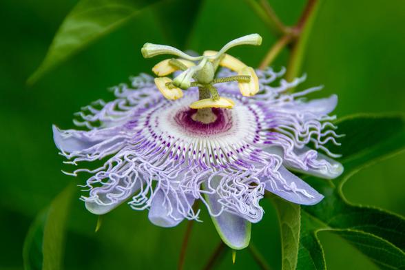 A closeup photo of the incredibly intricate inflorescence of a passionflower.

From bottom to top, there are: large, lavender petals radiating outward, dozens of wiry lavender petals or flowers of some sort fading to white toward the center, with a ring of mauve small flowers in the middle. Sticking up from the center is an elaborate stamen/anther organ, with five downward-facing oval anthers and three stigma sticking out above them