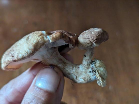 A small shiitake mushroom held up by the stalk and with a tiny shiitake growing from the base of the stalk of the first one