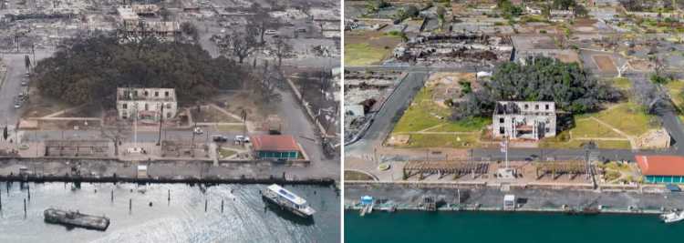 How Lahaina's more than 150-year-old banyan tree is coming back to life after devastating fire.