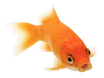 Stock photo of an orange goldfish with its thin-lipped mouth in a puckered circle.