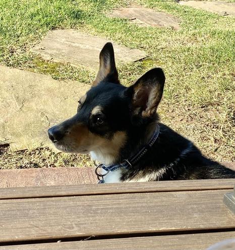 Portrait style photo of Buster, a tri-color corgi. He is facing left in the photo. His ears are erect as he is listening intently to news from the neighbor dogs. There is a brown table in the foreground between the photographer and Buster.