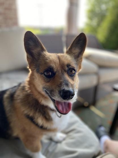 Portrait style photo of Millie the tri-color corgi. She is looking directly into the camera. Her mouth is open in a gentle pant. Her ears are erect and pointed toward the photographer. She seems content.