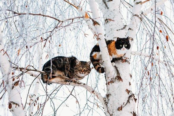 Deux chats perchés dans un arbre dénudé, sur fond de neige