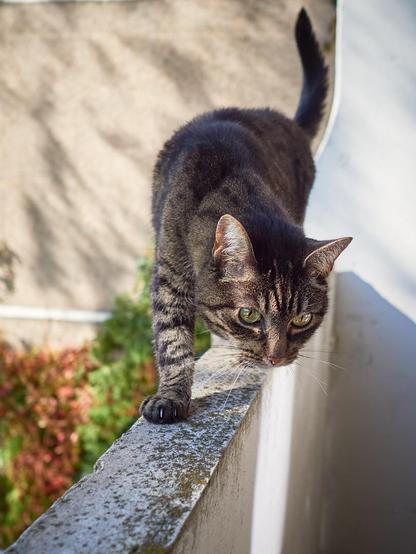 A tabby cat with a dark fur pattern walks carefully along a narrow white ledge, with its body close to the surface and its head turned slightly towards the camera. The background is softly blurred, showing sunlight on a wall and greenery below, suggesting an outdoor setting.