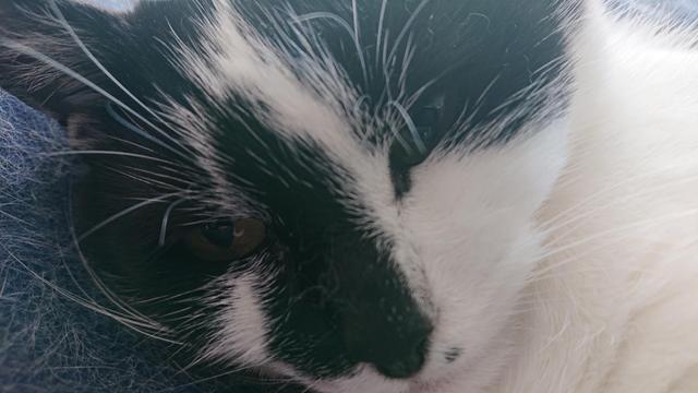 Upclose potret of my cat Ziggy, a black white housecat. Black nose, white whiskers and a small black dot on his upperlip. He is slightly squinting but overall very relaxed. 