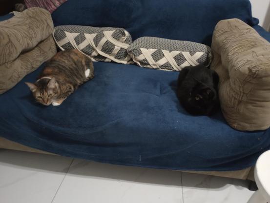 My two cats, Formiga and Nina, sitting on either end of the sofa