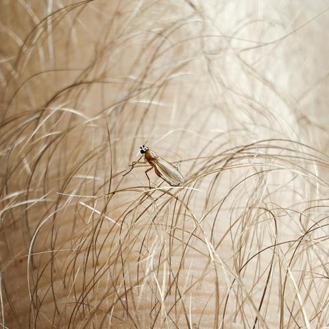 Small fly on a very hairy jungle-like human leg.