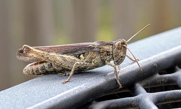 Side view of a brown field grasshopper on a coated metal table.