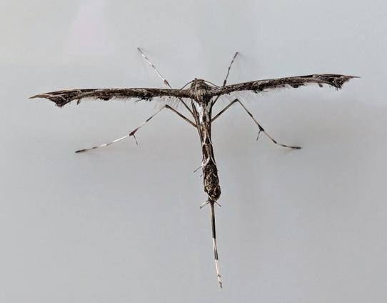 A T-shaped moth with very thin wings at right angles to a narrow body, resting on a white surface. Dark grey mottled markings.