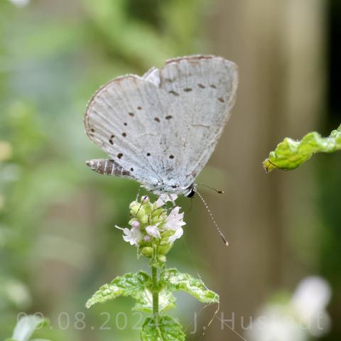 Ein kleiner Schmetterling mit zusammengeklappten Flügeln saugt Netkat an weißen Lippenblüten; der dunkle Hinterleib des Schmetterlings mit hell abgesetzten Segmentringen ist zu sehen, seine flügelunterseiten sind fast weiß, sie tragen ein Muster aus dunklen Punkten