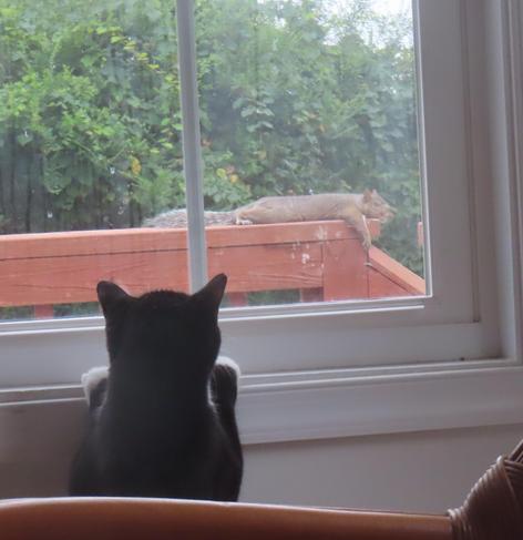 A tuxedo cat stands wirh front paws on a windowsill as she looks out at a squirrel in a full-body-sprawl laying out on the wooden ledge of our deck. 