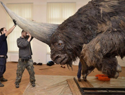 The massive 'Siberian unicorn,' also known as the Elasmotherium