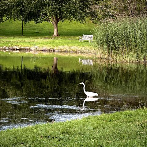 Photo of a white heron near the bank of a pond. The reflection of the heron mirrors the bird perfectly. 