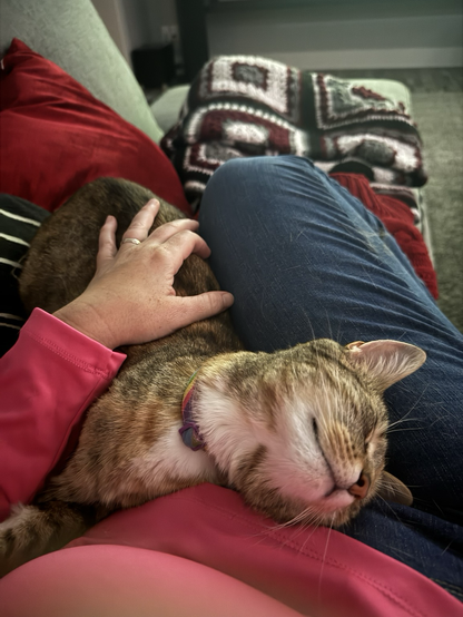 My Torbie kitty Ramen, snuggled blissfully in my lap.