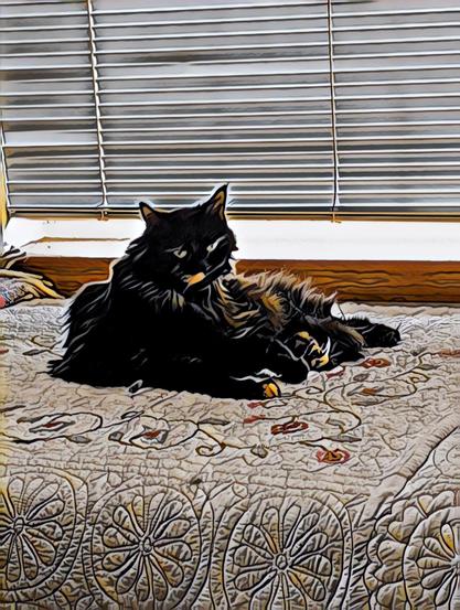 Blackish tortie with one-half moustache looking grumpy on a floral print comforter by window