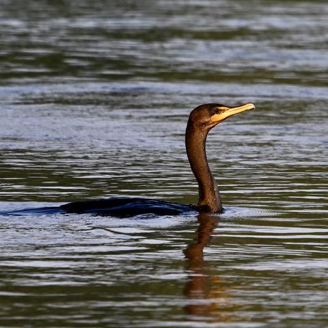 A double-crested cormorant swimming in water. Its beak is light orange, its feathers are off-black, and the water shimmers in the dawn sun behind the bird.