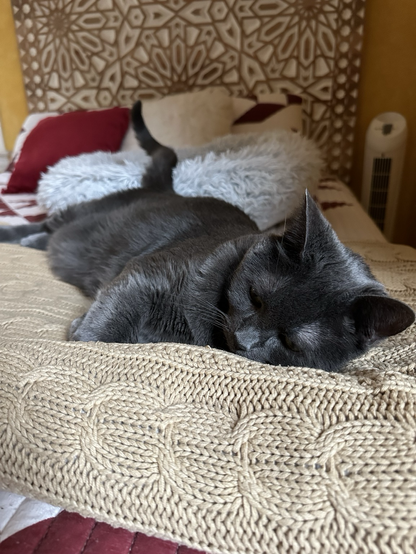 A dark gray cat lies stretched out on a tan cable blanket.  His tail lays across a fluffy light gray bed.  His eyes are partially open.