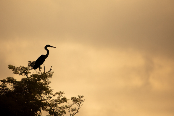 Silhouette of a Grey Heron