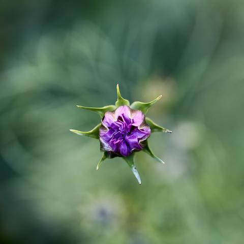 A photo of a Peony flower taken directly from above the flower.
Just the flower against the green ground backdrop. The flower appears to be floating in the air.
Colour is a kind of purple. 
