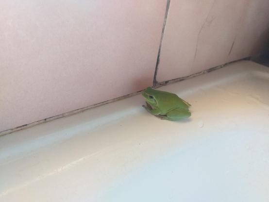 Une jolie rainette verte sur un rebord de baignoire 